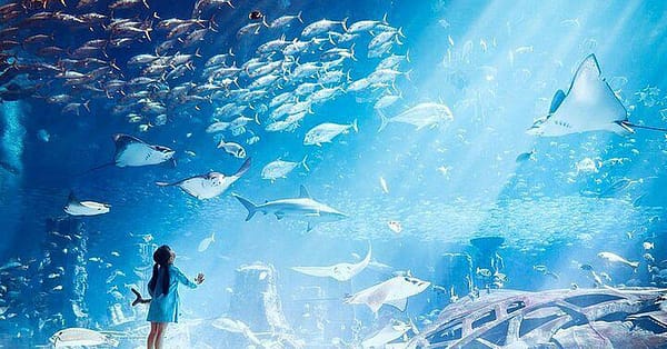 Explore DubaiâS Lost Chambers Aquarium: Tickets For One, Two, Or Four Dubai - Image 15